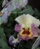 �ե��ѥ󥸡�<BR>�ࡼ��󥢥ꥨ�å�<BR>�إ쥤��ܡ����顼��