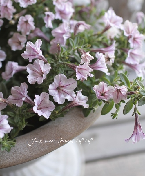 Petunia×hybrida<BR><BR>世界最小！ミニチュニア<BR>『ラベンダー
