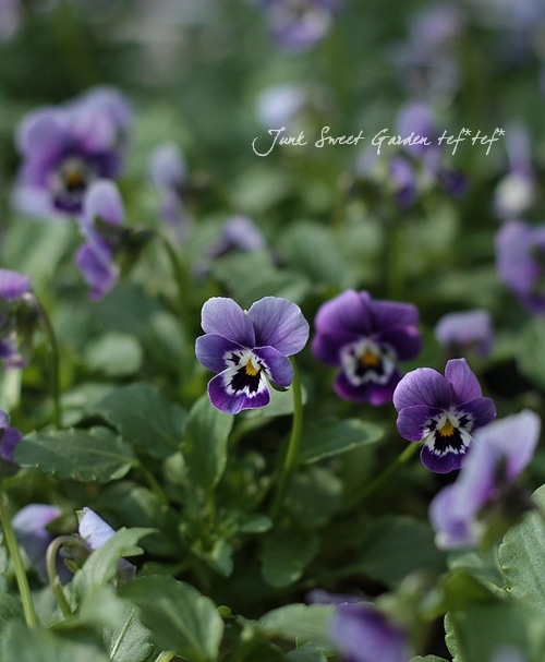 ハンドメイド ビオラ 見元園芸さん】 ビオラ 『ふわふわ金魚ちゃん』 3寸POT