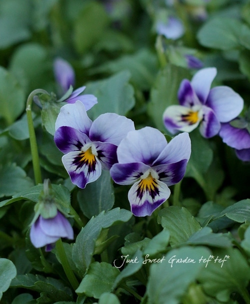 薄紫色のドット模様プランター 薄紫色のドット模様プランター 楽天市場】水玉 ドット 5ミリ ポジ 7206