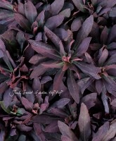 Ƽե桼եӥ<BR>ߥǥ<BR>إץץ쥢