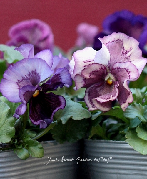 Luxury selection *<BR>平塚弘子さんパンジー<BR>『ドリームワンダー