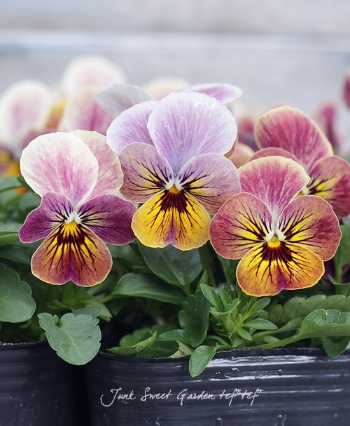 花 Zas M21 花の裏のクオリア