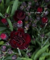 ⾾❤͵餭<BR>ǥ󥫡͡<BR>إ祳졼ȡ