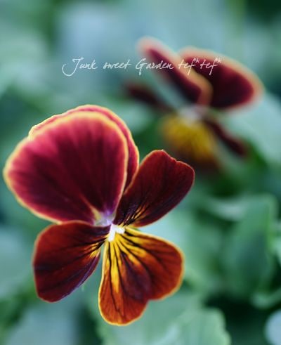 レア！ARABIA アラビア　Violetta ヴィオレッタ　ビオラ　赤 レア！ARABIA アラビア Violetta ヴィオレッタ ビオラ 赤