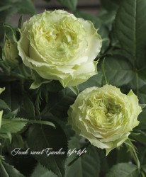 �ߥ˥Х顦���¥��������إڥѡ��ߥ�ȡ�������ʡ�