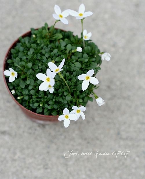 寒さに強い Br トキワナズナ ヒナソウ Br ホワイト花 すべての商品 Junk Sweet Garden Tef Tef