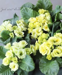 ץ顦ꥢ󡡡إޥåȤΥ