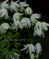 ���ȥ饲�ͷϥ���ޥ���<BR>�إۥ磻�ȥ�ǥ���<BR>6�����ġ�