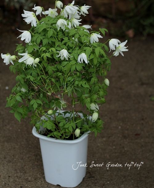 クレマチス　アトラゲネ苗　レア品種　花苗　ガーデニング クレマチス・アトラゲネ系 『アンティークピンクパープル』 | すべての