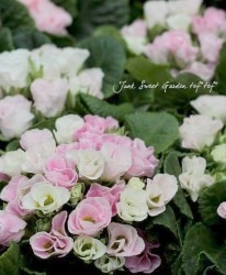 ץ顦ꥢ󡡡ؤΥߥե