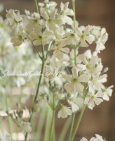 <i>Purimura malacoides</i><BR><BR>�ץ��顦�ޥ饳���ǥ��ʥ����饽����<BR>������βֿ����إ�����ƥ���<BR>�饤�॰�꡼��