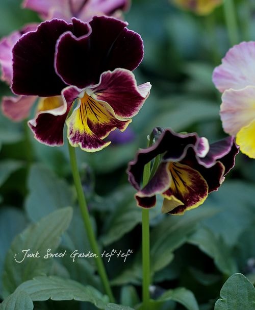 笈川さん育種生産！横浜セレクション 『花まつり』 | すべての商品