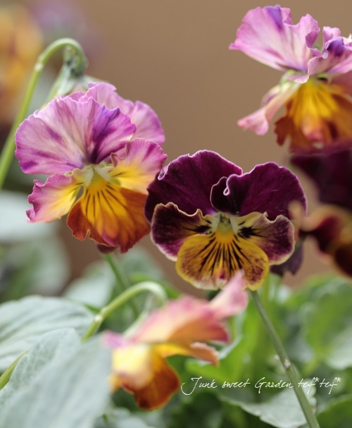 RYU❤️ビオレッタ❤️ ときめきビオラ❤️横浜セレクション6点 笈川さん育種生産！横浜セレクション 『花まつり』 | すべての商品