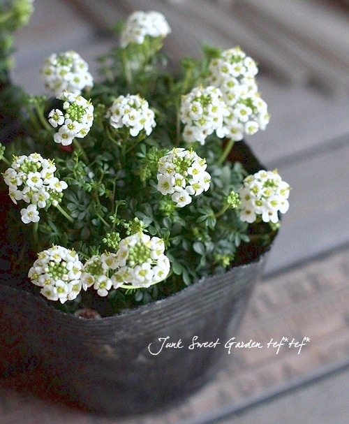 フチンシア 『アイスキューブ』 | すべての商品 | | Junk sweet Garden