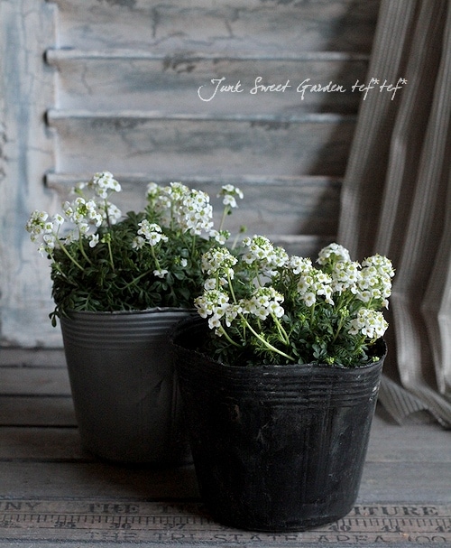 フチンシア 『アイスキューブ』 | すべての商品 | | Junk sweet Garden