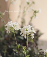 <i>Arabis caucasica</i><BR><BR>ѴС<BR>ӥץ <BR>إ꡼