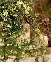 Clematis ��petriei��<BR><BR>�ե����ƥ꡼����ޥ���<BR>�إڥȥꥨ����5����ȭ