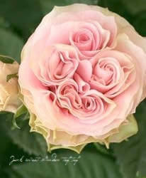 �ߥ˥Х顦������ʡ��إݥ��ȥ꡼��