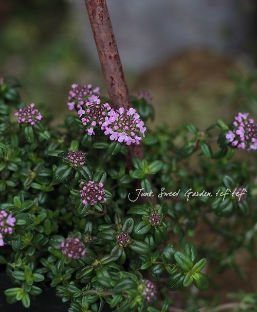 ハーブ Br ピンクのお花のタイム Br 大きめ Leaf Species ハーブ タイム Junk Sweet Garden Tef Tef