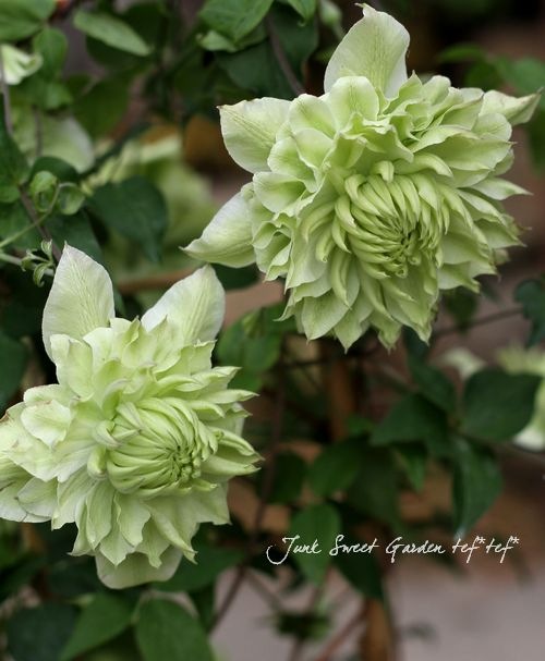 八重咲きクレマチス Br ペパーミント Br 室内ok 4 5号鉢 Flower Species Junk Sweet Garden Tef Tef