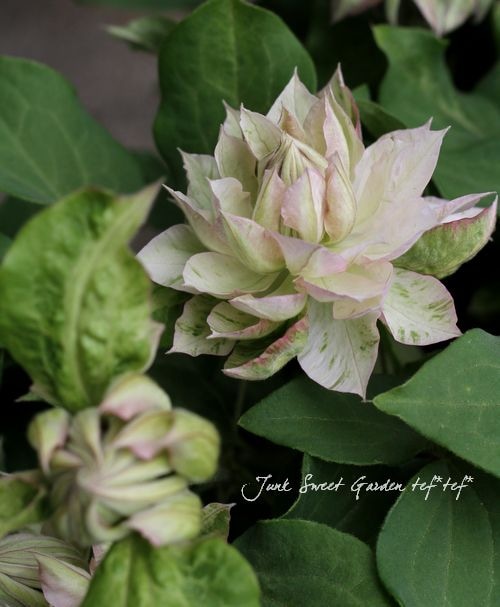 八重咲きクレマチス Br アンティークカラー Br 春姫 5号鉢 Flower Species Junk Sweet Garden Tef Tef 八重咲きクレマチス Br アンティークカラー Br 春姫 5号鉢 Flower Species Junk Sweet Garden Tef Tef