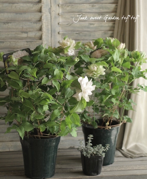 八重咲きクレマチス Br アンティークカラー Br 春姫 5号鉢 Flower Species クレマチス Junk Sweet Garden Tef Tef