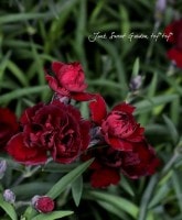 ⾾❤͵餭<BR>ǥ󥫡͡<BR>إ祳졼ȡ