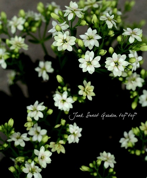 ガラ子 Amazon.co.jp: ベアモデル シマックス限定ガラダK7蓄ソフビ ジャンボ