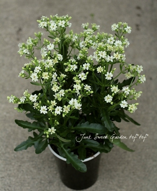 ★カランコエ白2個、しんしん2個、黒法師 苗 カランコエ」の人気商品一覧 | 安い商品を通販サイトから探す