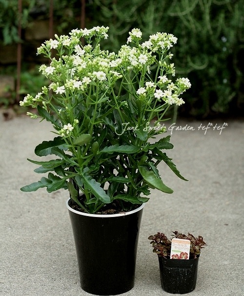 ★カランコエ白2個、しんしん2個、黒法師 苗 カランコエ」の人気商品一覧 | 安い商品を通販サイトから探す