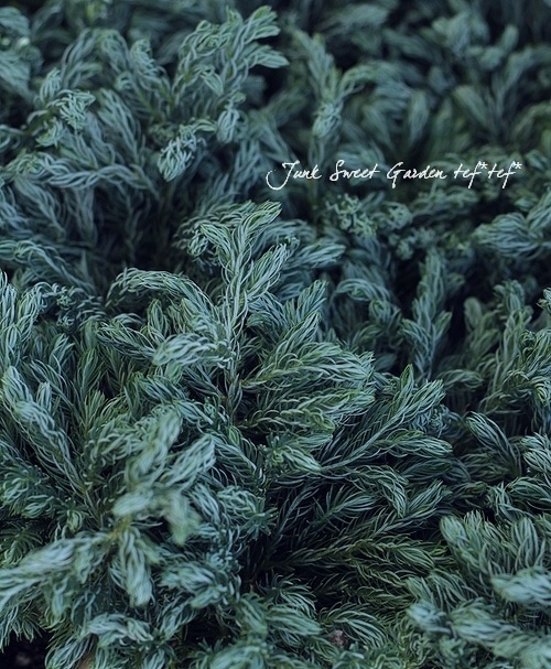 ���ĤΥ��˥ե����إ֥롼�С��ɡ١إܡ���С��ɡ�