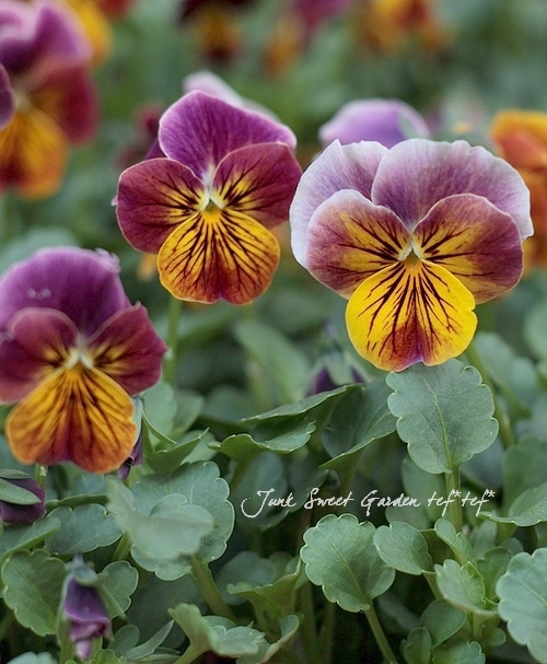 ね*し様 最終値下げ！ビオラ　チェコ1980年製Antonio Frosli ラ ゲブラさん】 ビオラ 『ミックス』 2.5寸POT