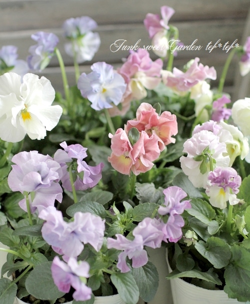 落合けいこさん育種パンジー お色が素敵な『花絵本』 お色MIX | すべて