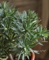 Сʹ❤<BR>桼եӥ<BR>إإˡ