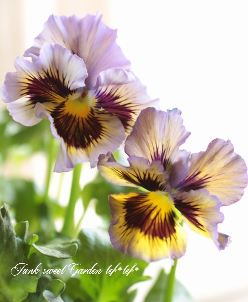 i>Viola×wittrockiana </i><BR><BR>フリルパンジー<BR>フリズルシズル