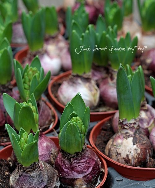 白花のみ Br 芽だし球根3球植え Br ヒヤシンス Flower Species ヒヤシンス Junk Sweet Garden Tef Tef