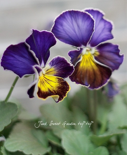 i>Viola×wittrockiana</i><BR><BR>笈川さん育種生産！<BR>横浜