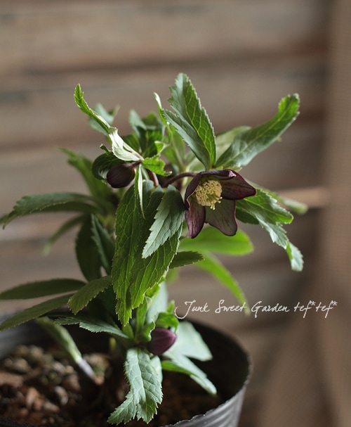 原種系クリスマスローズ<BR>『クロアチカス』<BR>ダーク黒系②