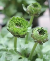 ����ݤ������������ʥ󥭥�饹���إ��饯�͡�