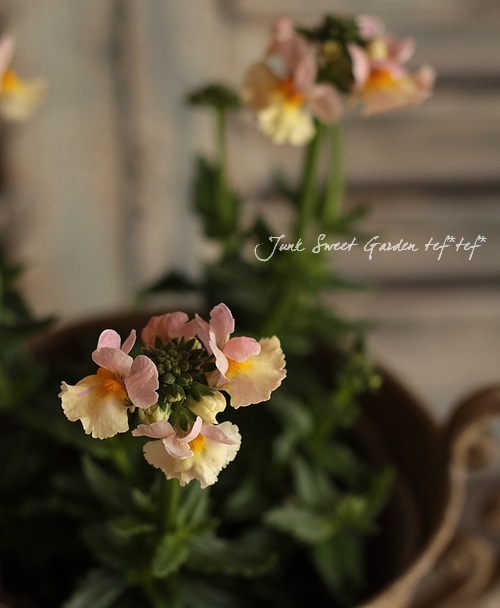 �ɺ��ͥ᥷�����󥵥����إ����С�