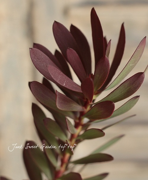 ◎MON◎です♪複数割引！ブルーベリー3 リューカデンドロン5 リンドウ2 000000001736_BeIMIZs.jpg