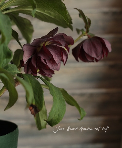 クリスマスローズ ダブル Br 八重ブラック系 Br 6号大鉢 Flower Species クリスマスローズ Junk Sweet Garden Tef Tef