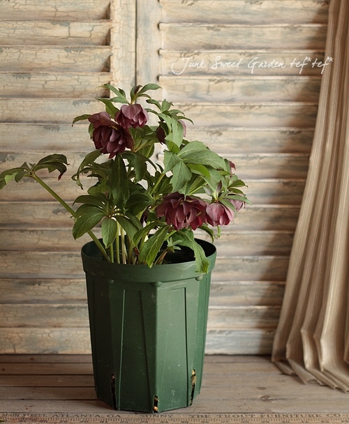 つむ様専用 クリスマスローズ 小苗 ヘルツェ系レインボー×ヘルツェ系