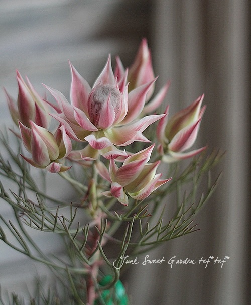 ジョーイセルリア 『プリティインピンク -Pretty in Pink-』 | すべて