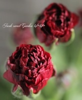 <i>Ranunculus asiaticus</i><BR><BR>����ݤ���Υ�ʥ󥭥�饹<BR>�إ���������