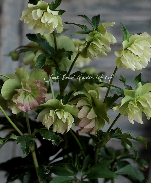 ✱RIKO✱　クリスマスローズ クリスマスローズ,童仙房ナーセリー＆ガーデンのクリスマス