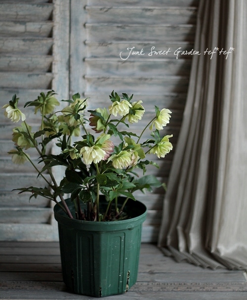 匿名発送〉77 クリスマスローズ 認定 モーリー 手鞠 株分け ホワイト