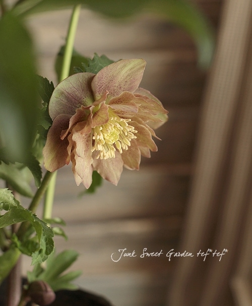 クリスマスローズ ダブル Br 八重ベージュ系 Br 5号大鉢 すべての商品 Junk Sweet Garden Tef Tef