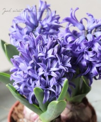 Flower Species,ヒヤシンス | Junk sweet Garden tef*tef*